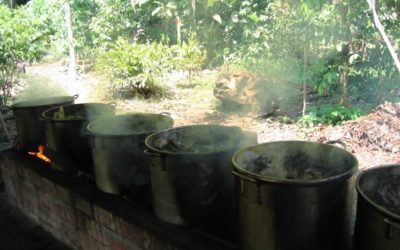 5 Must Ask Questions Before Sitting Ayahuasca